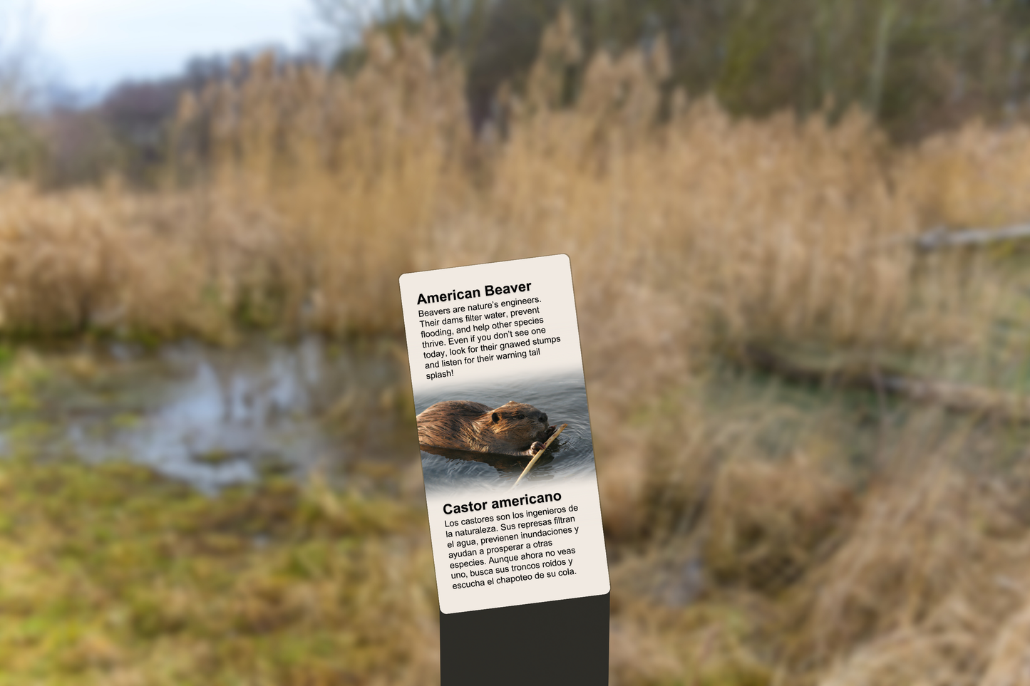 American Beaver
