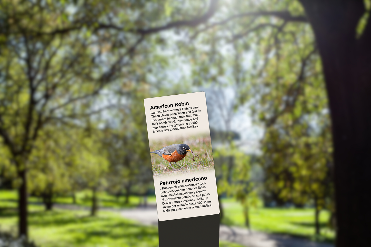 American Robin