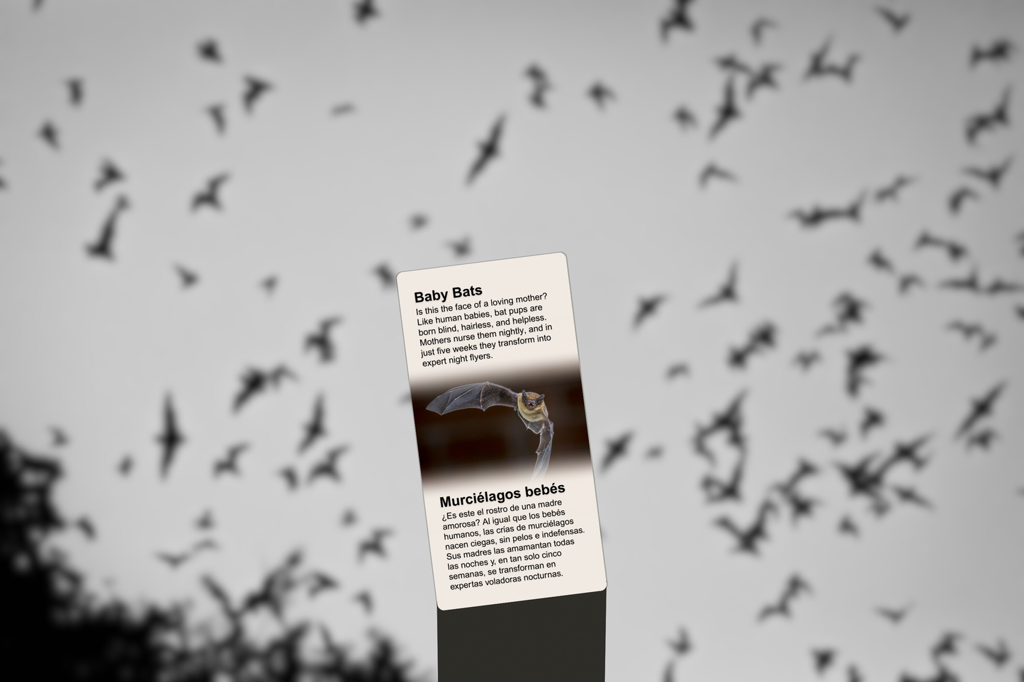 Baby Bats