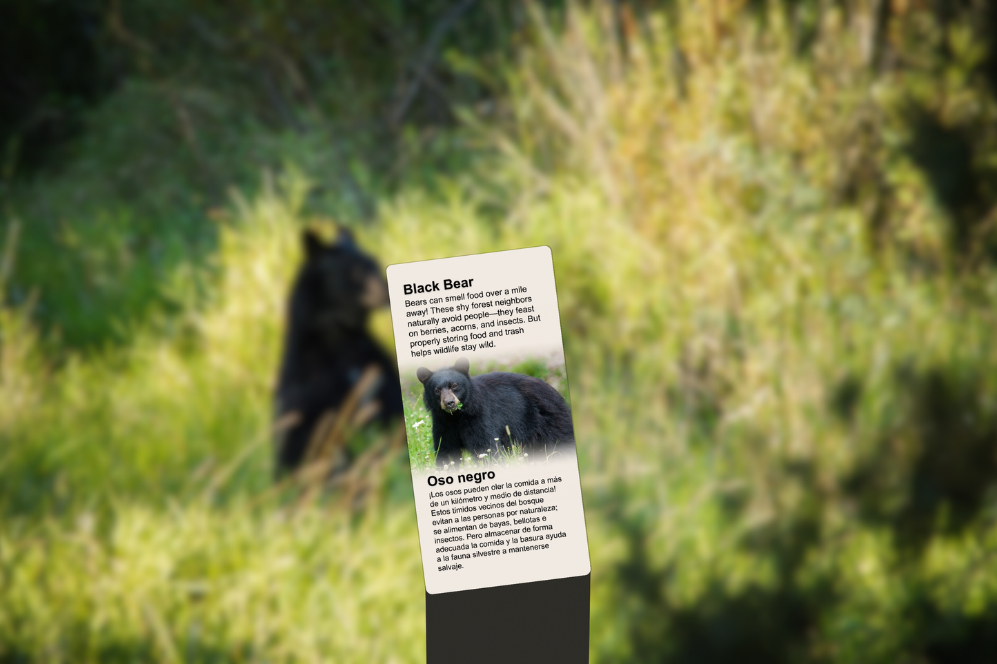 Black Bear