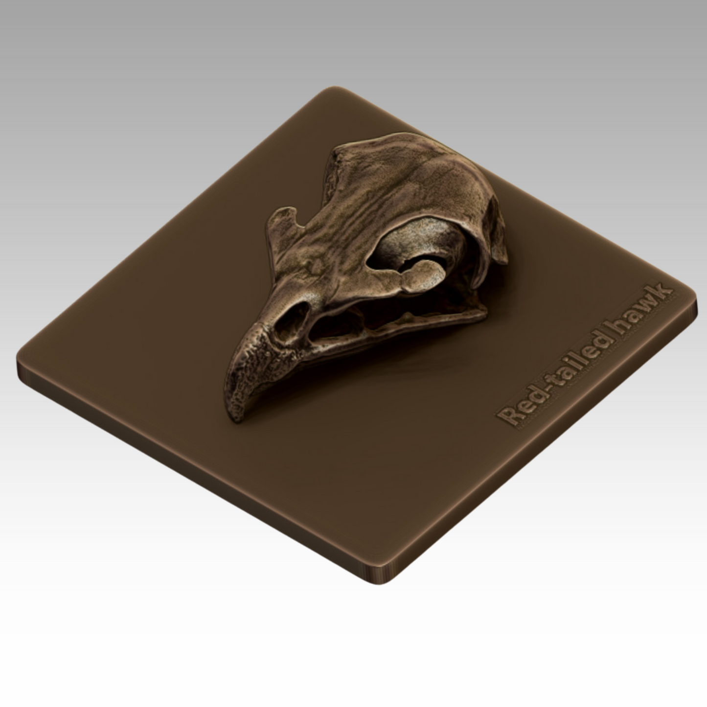 A bronze sculpture of a red-tailed hawk skull for educating park visitors about wildlife.