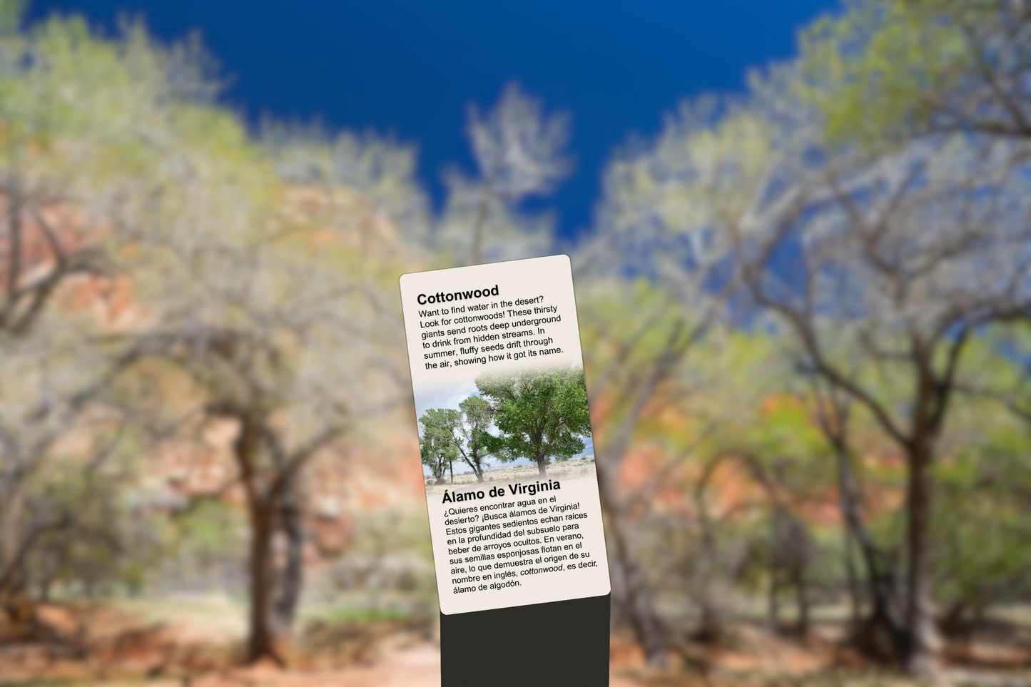 Cottonwood