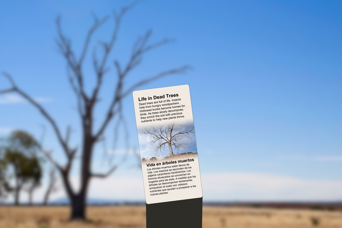 Dead Trees