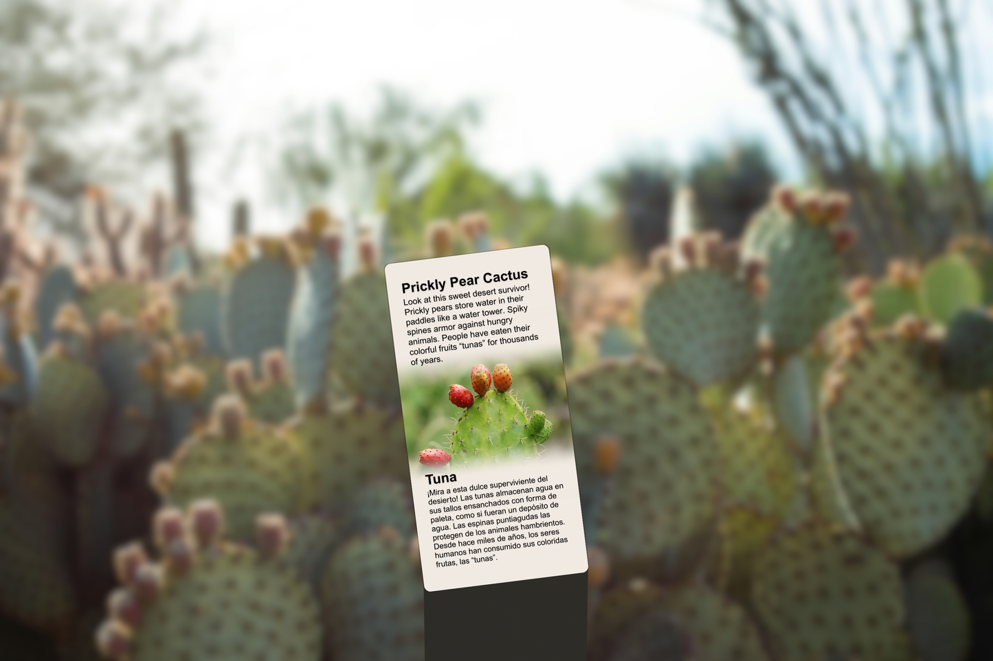 Prickly Pear Cactus