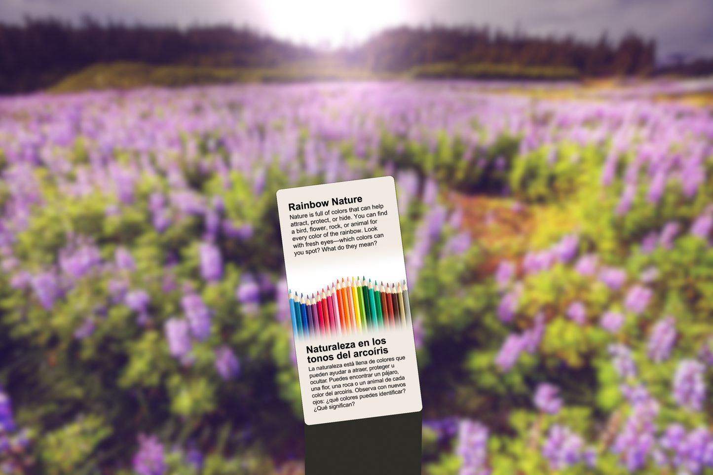 Rainbow Nature