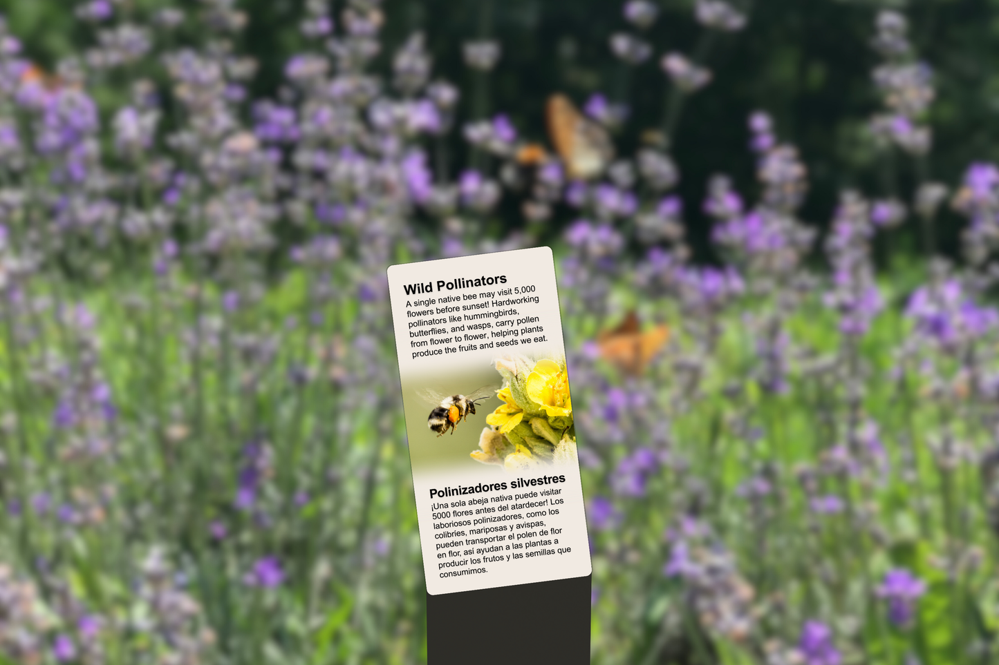 Wild Pollinators