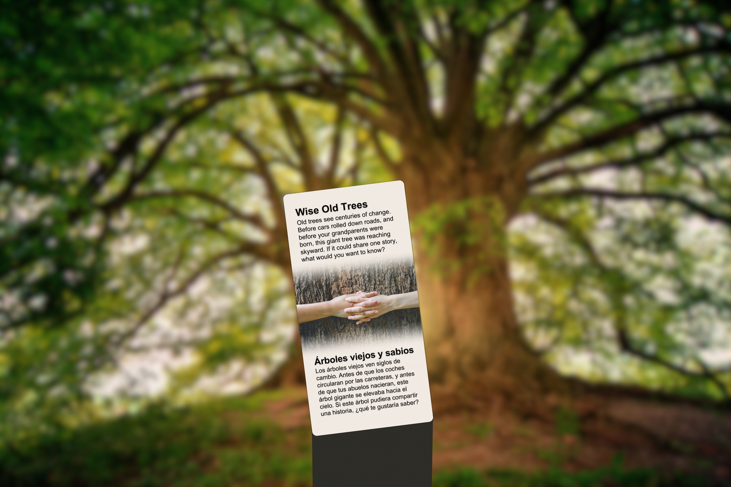 Wise Old Trees