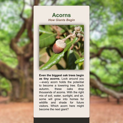 Acorns
