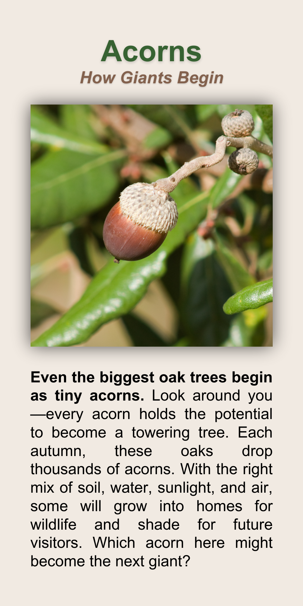 Acorns