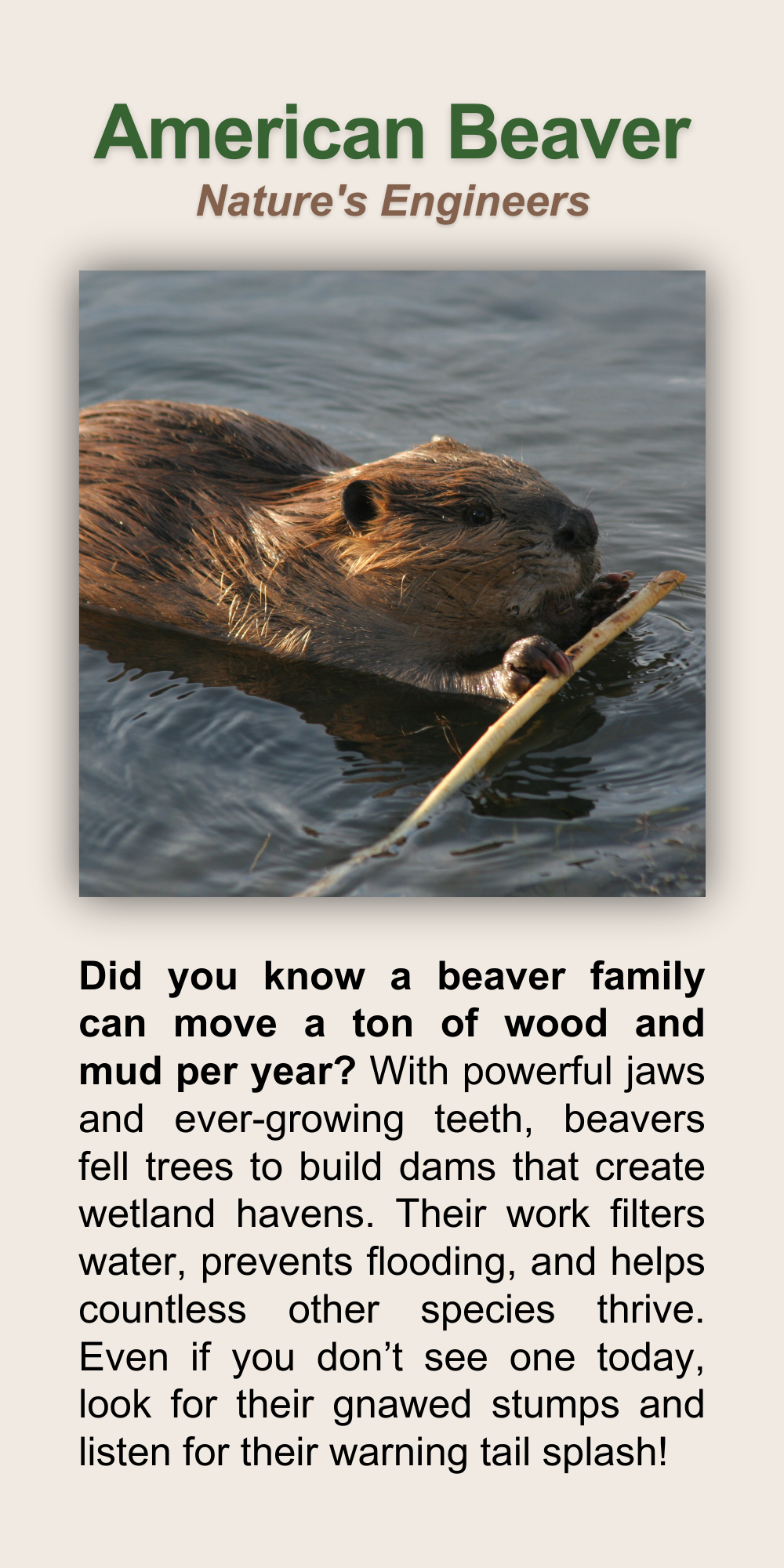 American Beaver