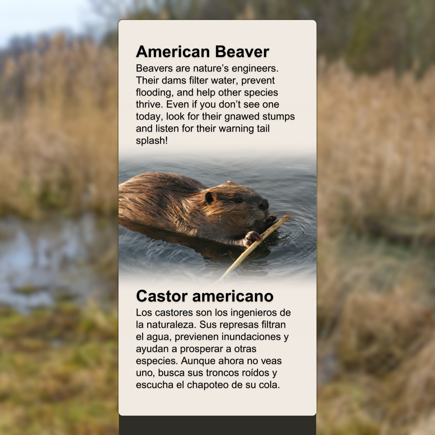 American Beaver