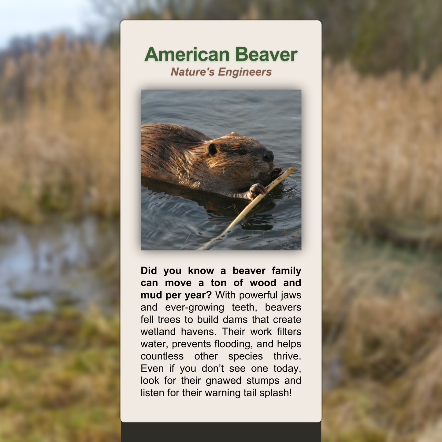 American Beaver