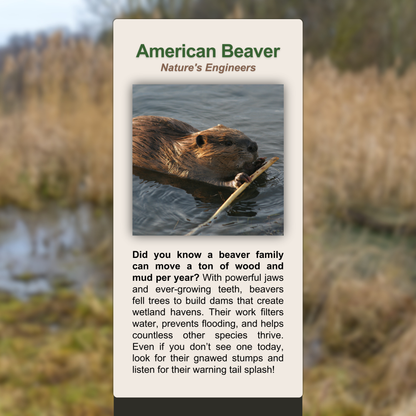 American Beaver