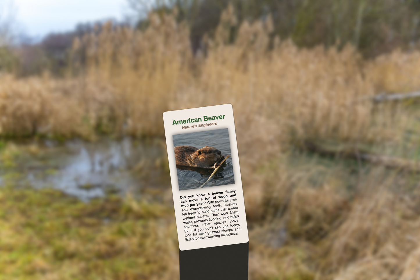 American Beaver
