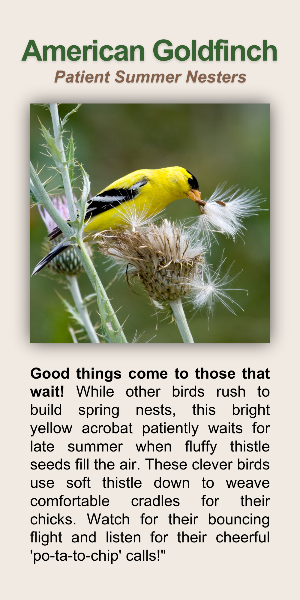 American Goldfinch