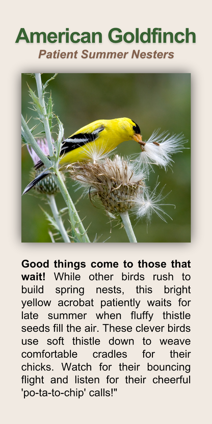 American Goldfinch