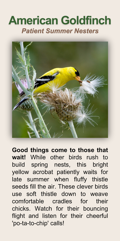 American Goldfinch