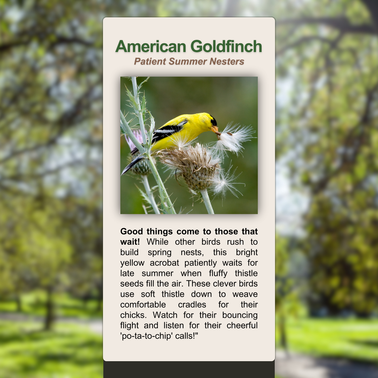 American Goldfinch