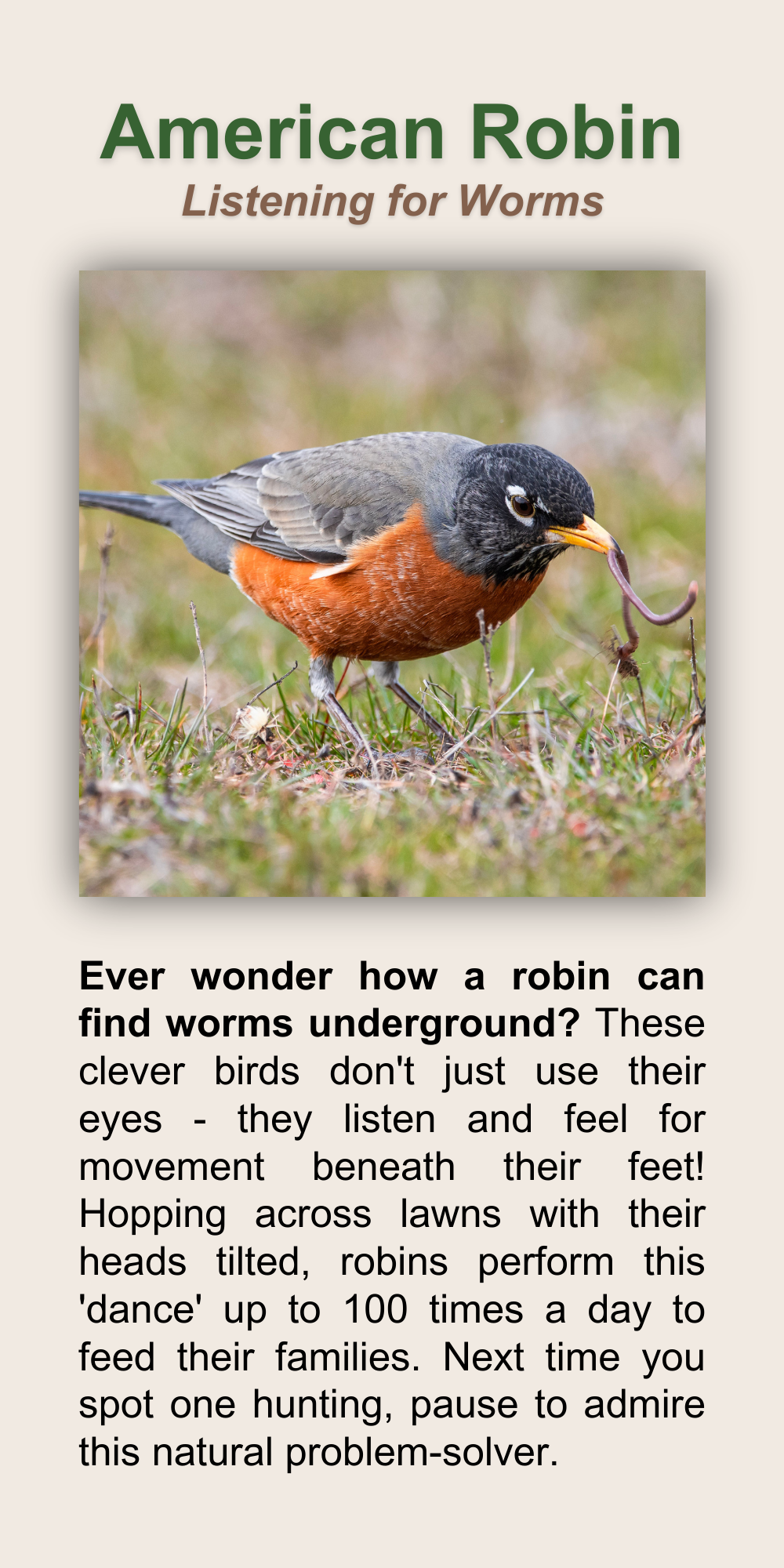 American Robin