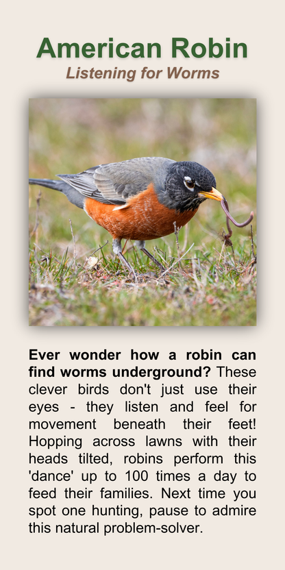 American Robin