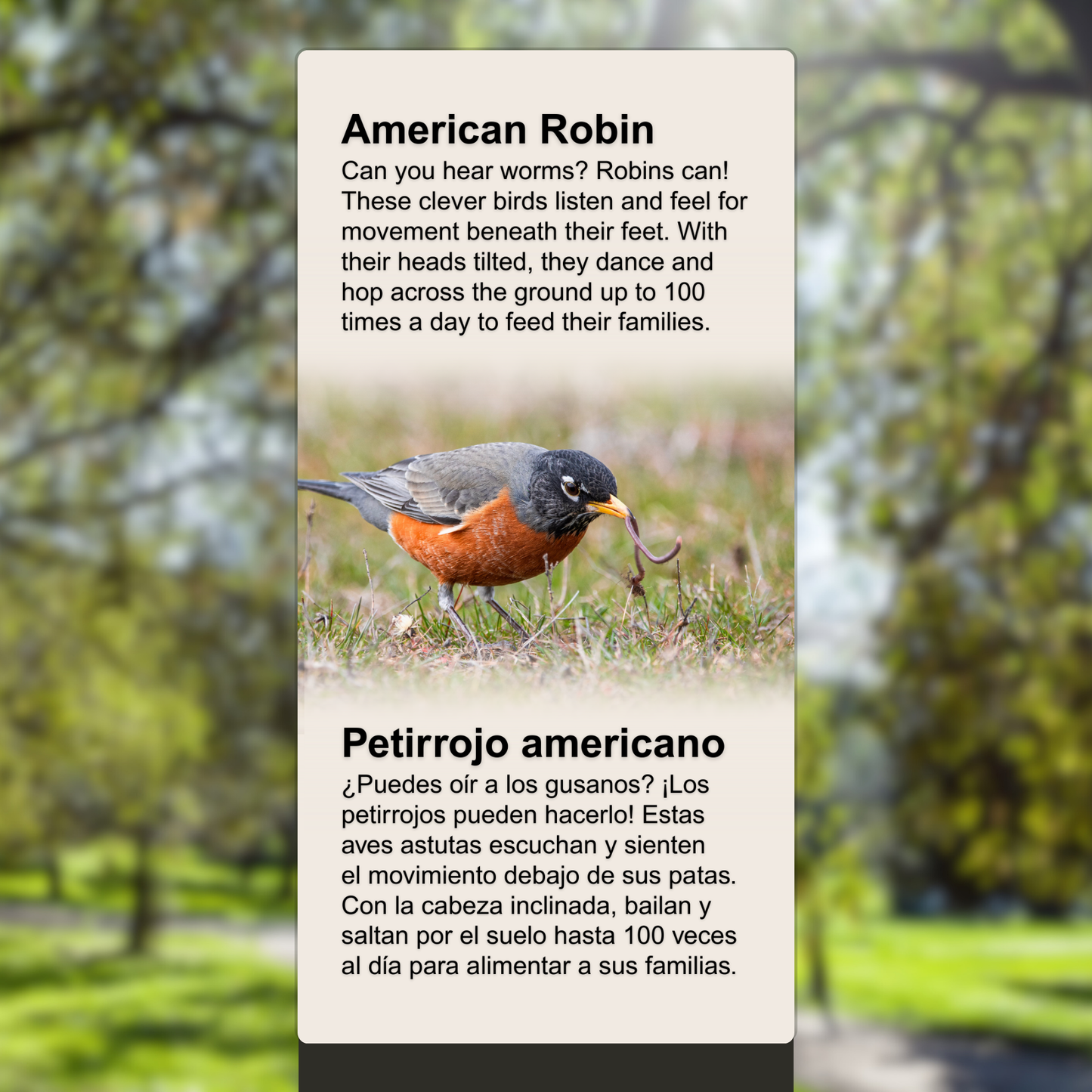 American Robin