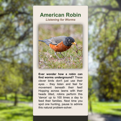 American Robin