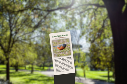 American Robin