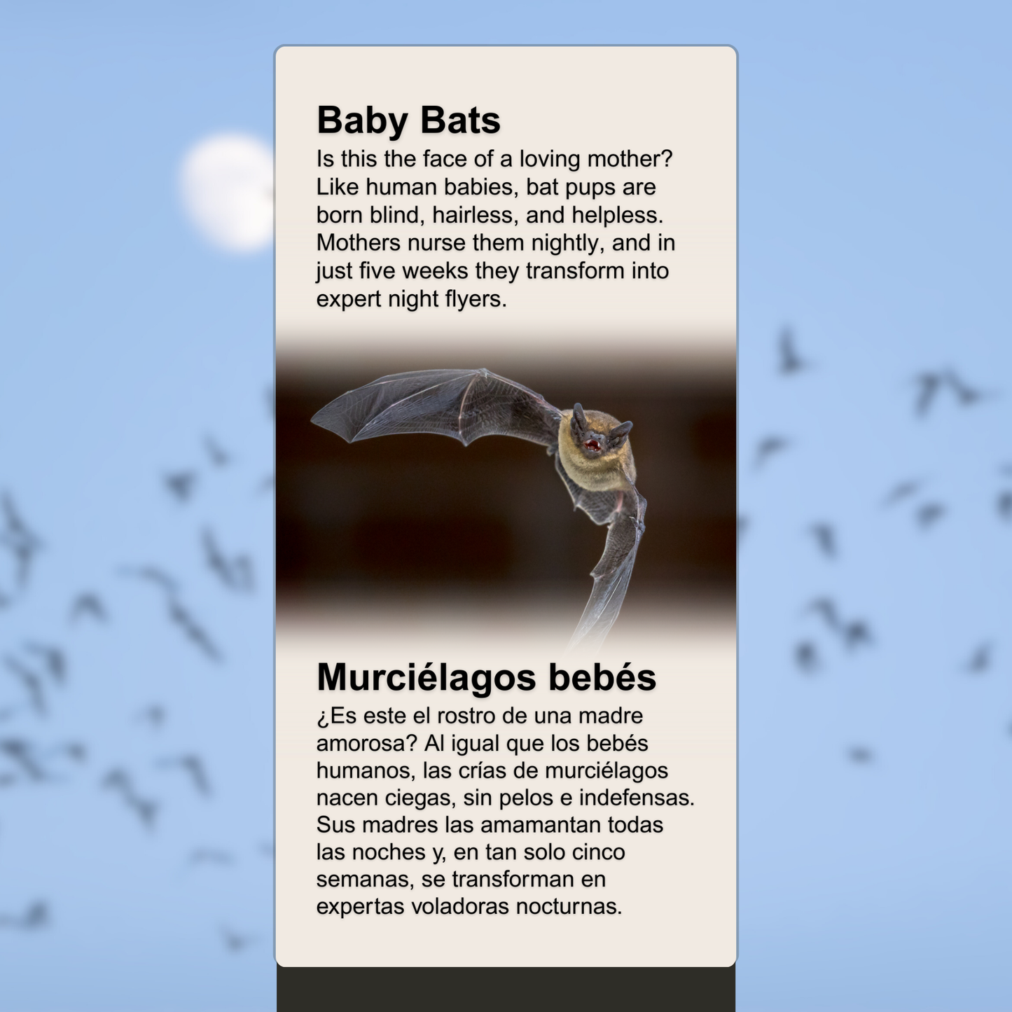 Baby Bats