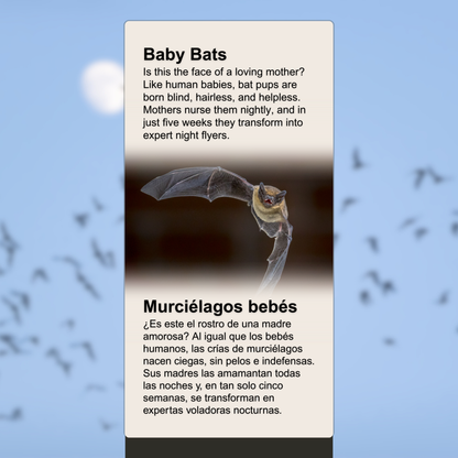 Baby Bats
