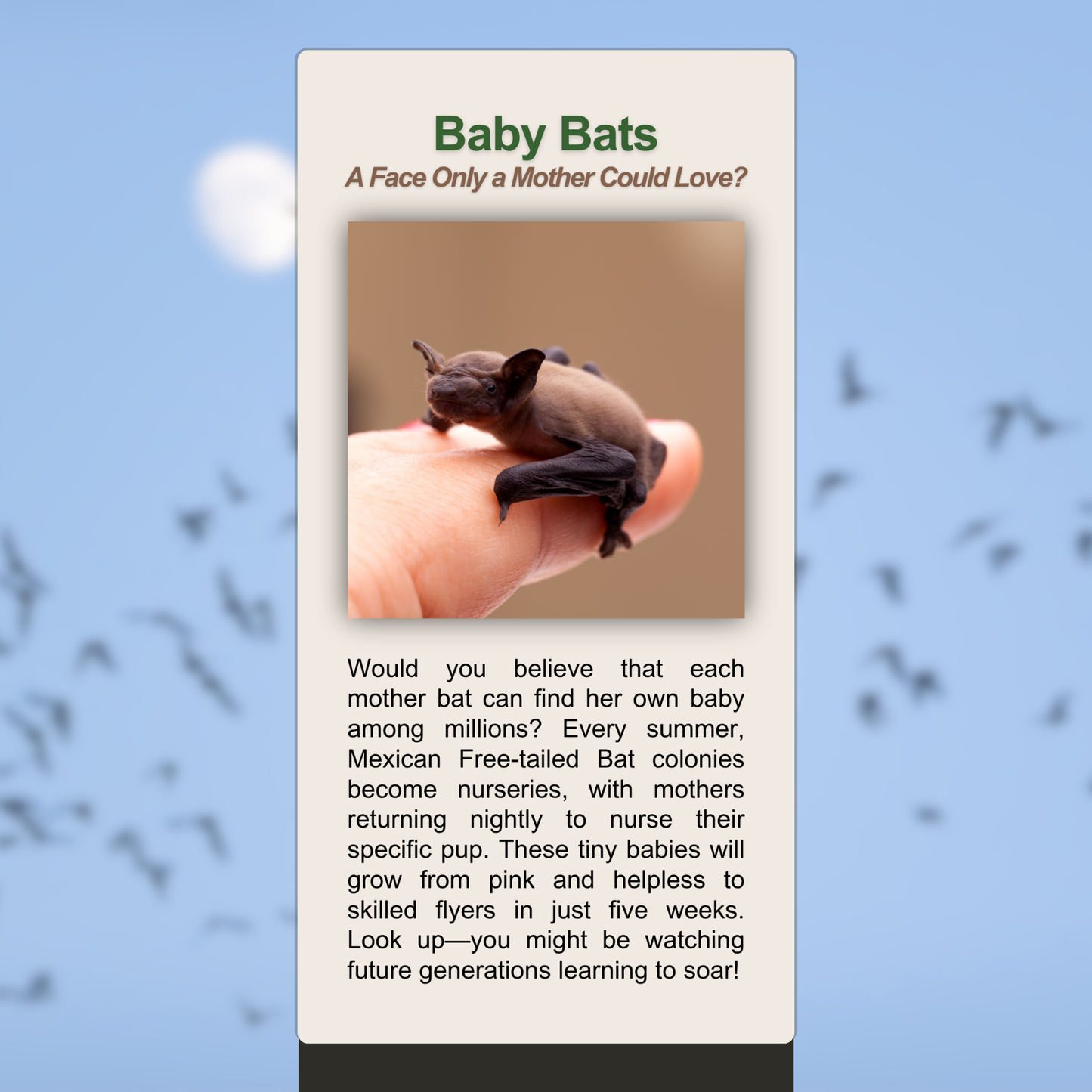 Baby Bats