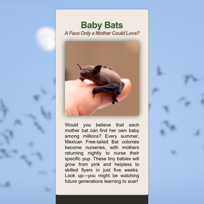 Baby Bats