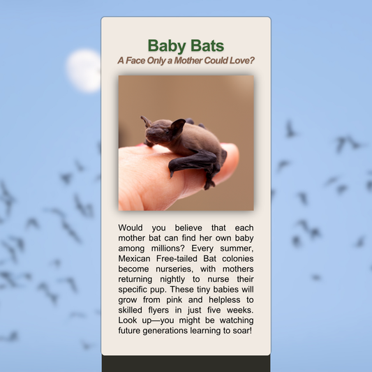 Baby Bats