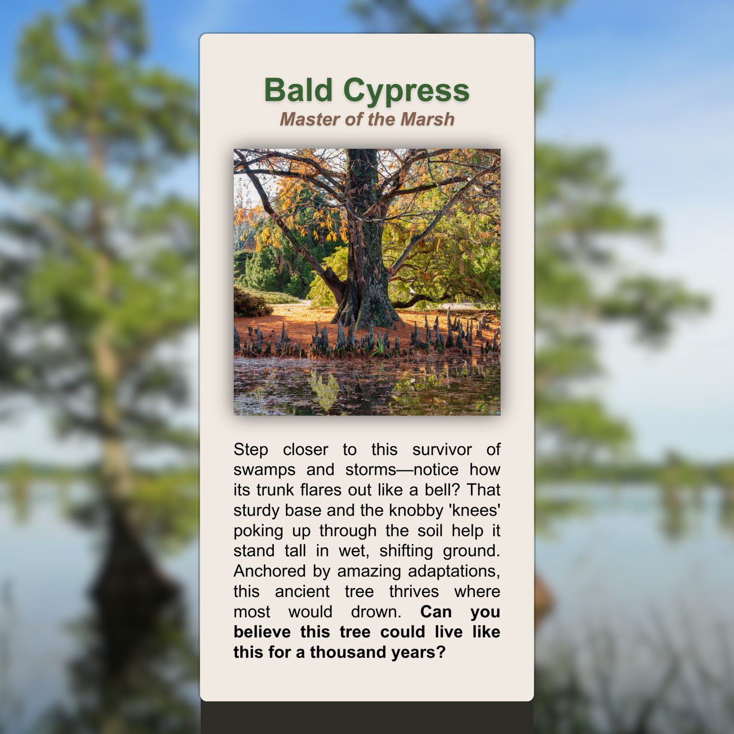 Bald Cypress
