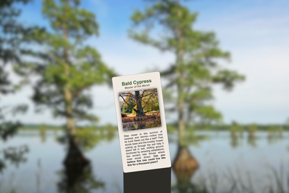 Bald Cypress
