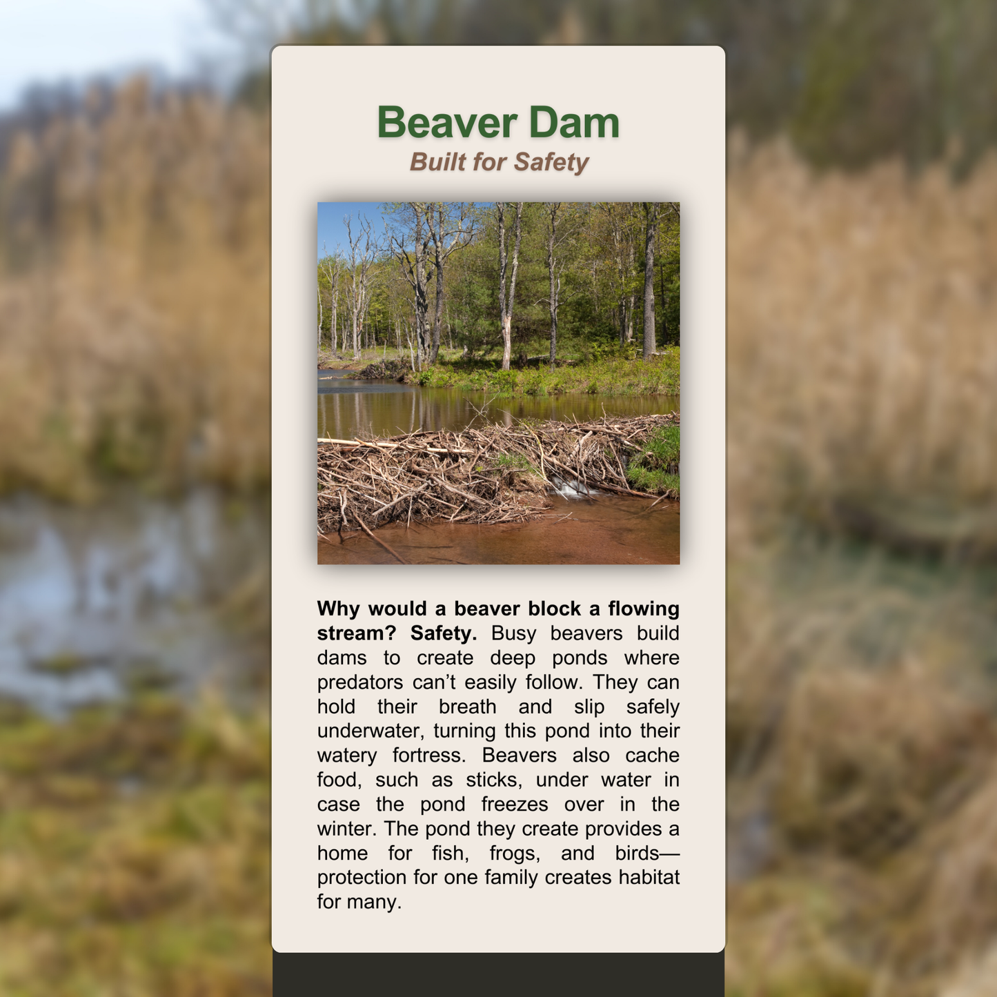 Beaver Dam