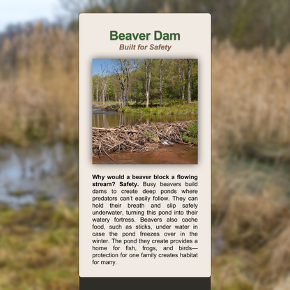 Beaver Dam