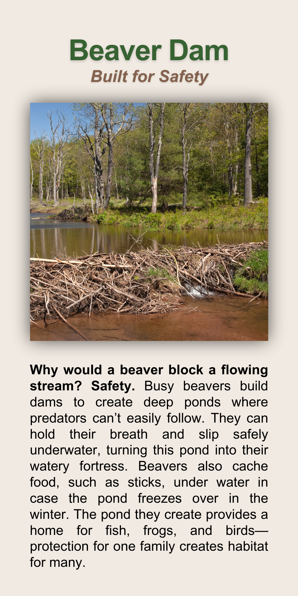 Beaver Dam