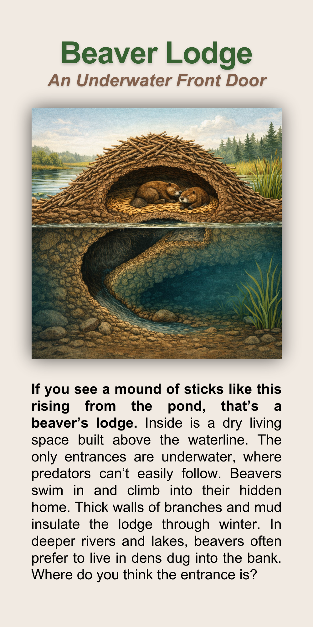 Beaver Lodge