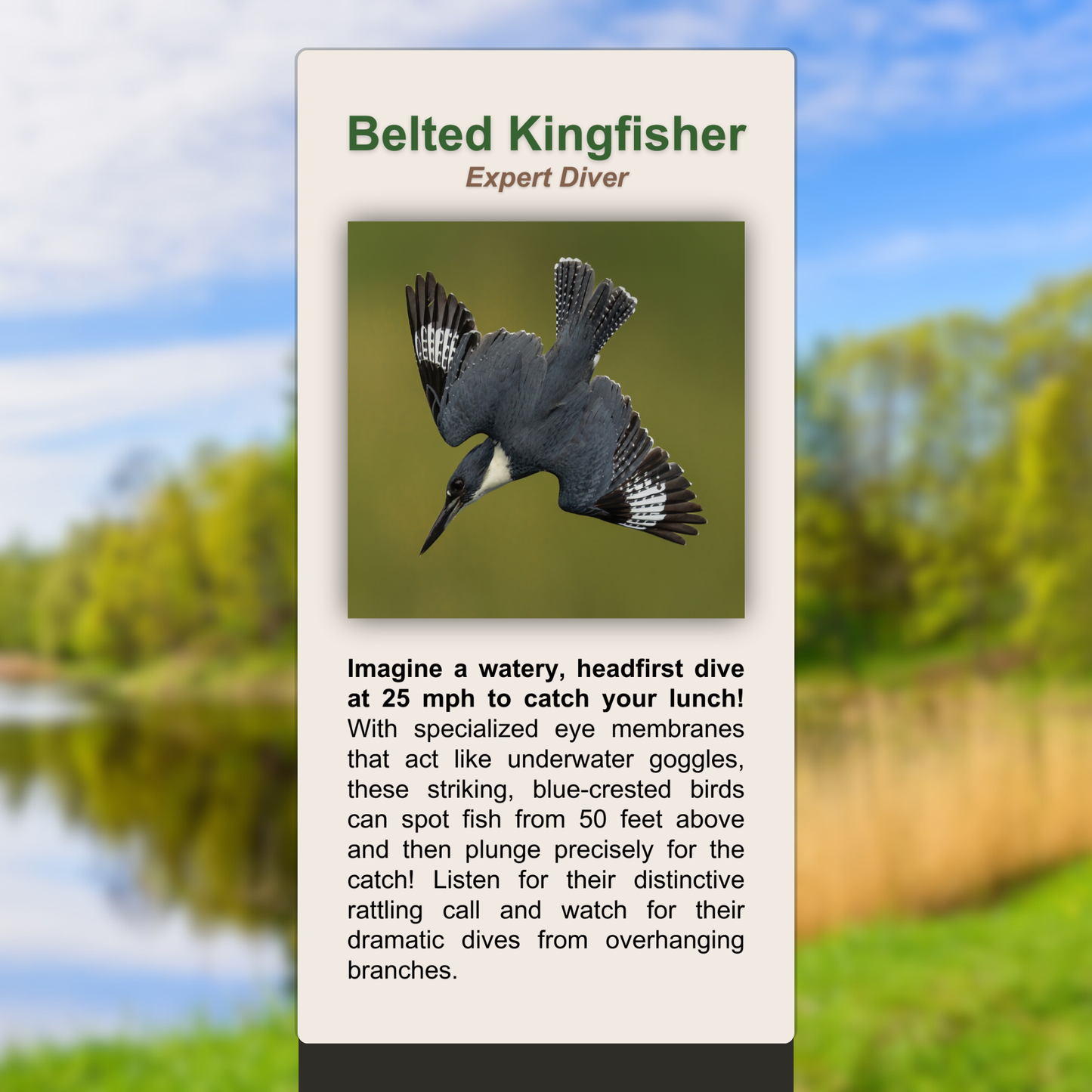 Belted Kingfisher
