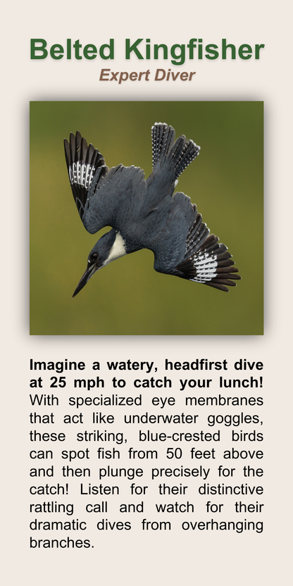Belted Kingfisher
