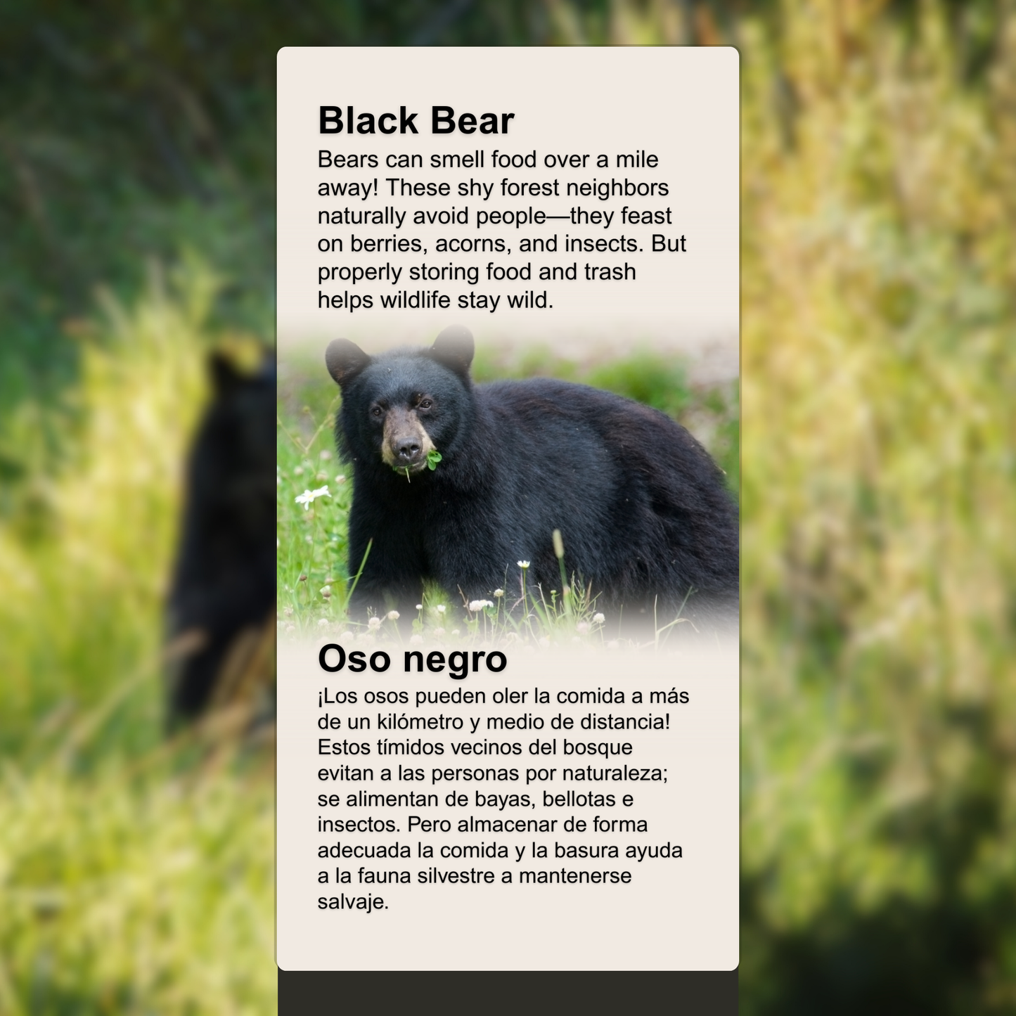 Black Bear