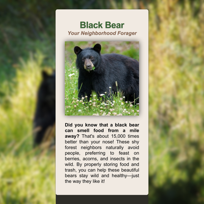 Black Bear