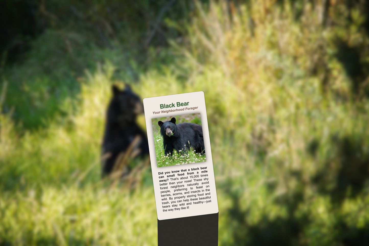 Black Bear