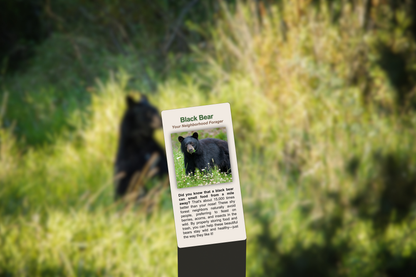 Black Bear