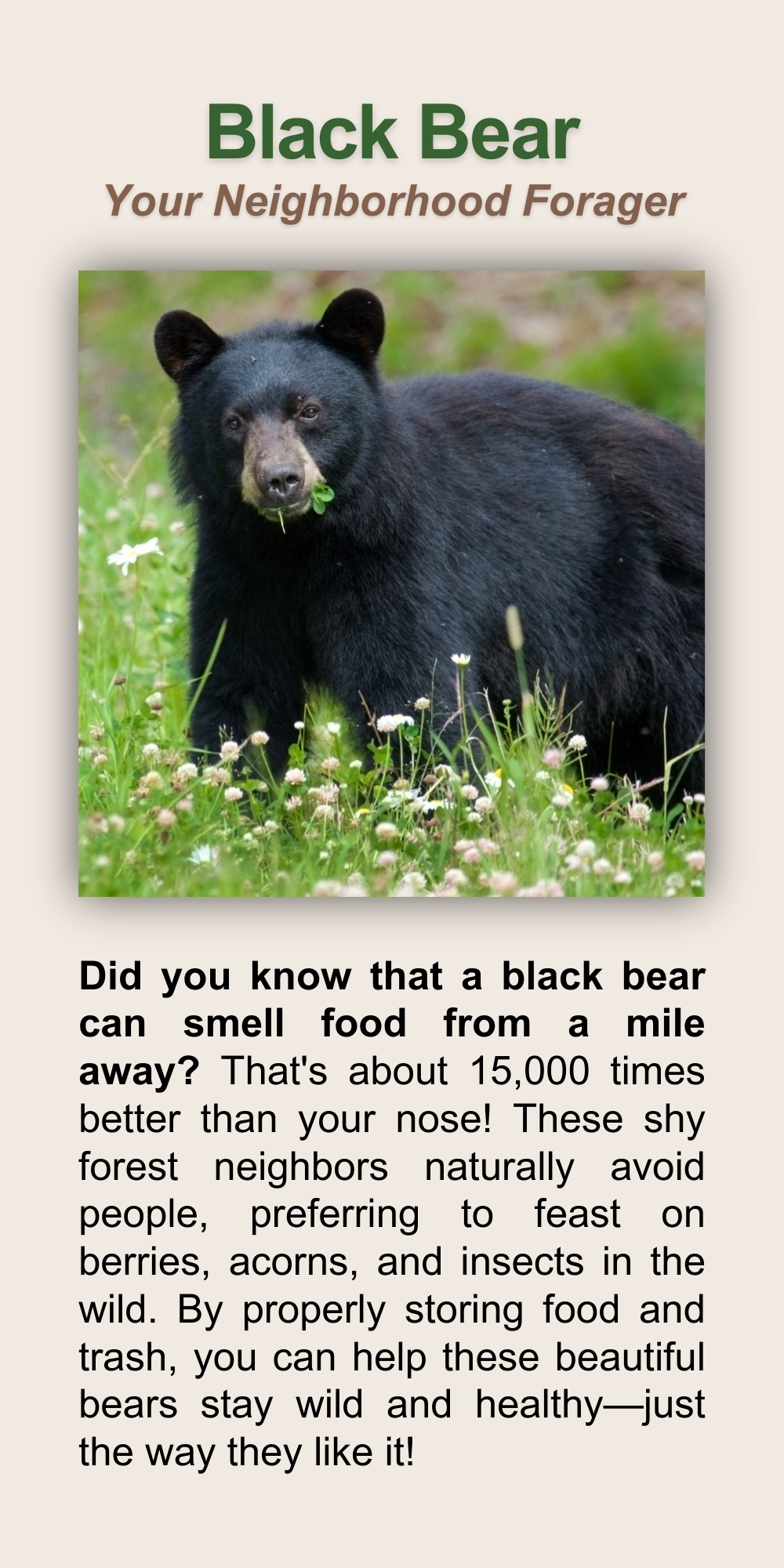 Black Bear