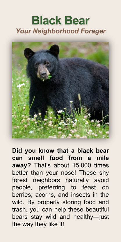 Black Bear