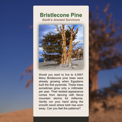 Bristlecone Pine