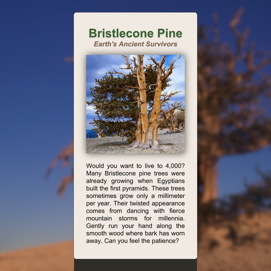 Bristlecone Pine