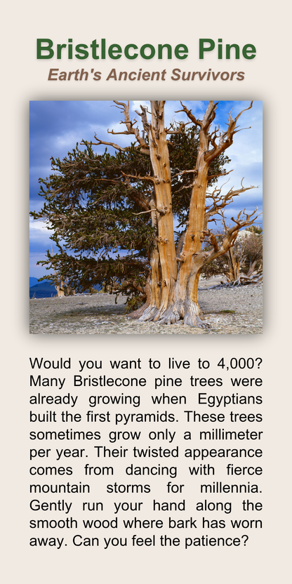 Bristlecone Pine
