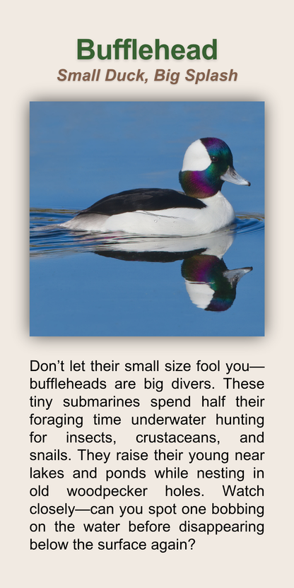 Bufflehead